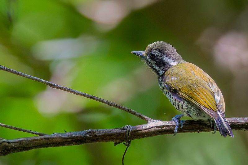 Speckled Piculet