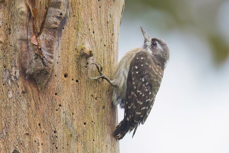 Sulawesi Pygmy Woodpecker