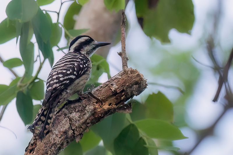 Sunda Pygmy Woodpecker