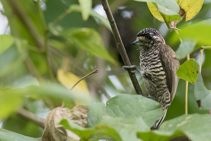 White-barred Piculet