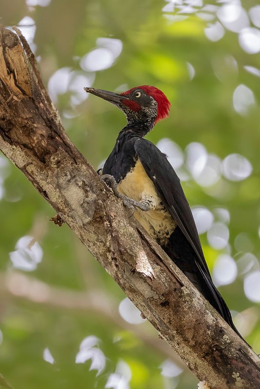White-bellied Woodpecker