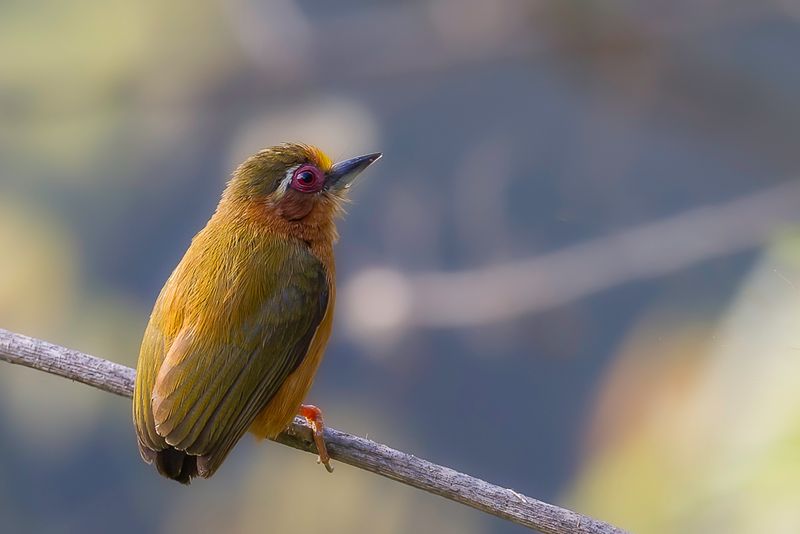 White-browed Piculet