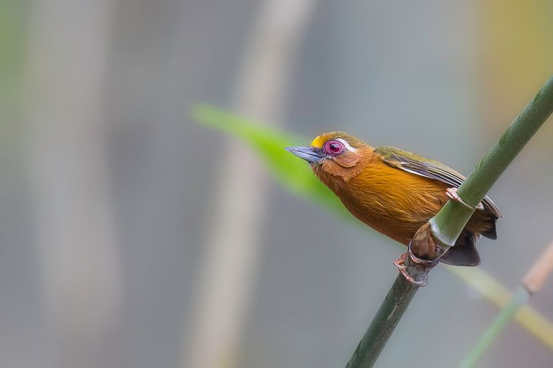 White-browed Piculet