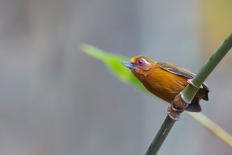 White-browed Piculet
