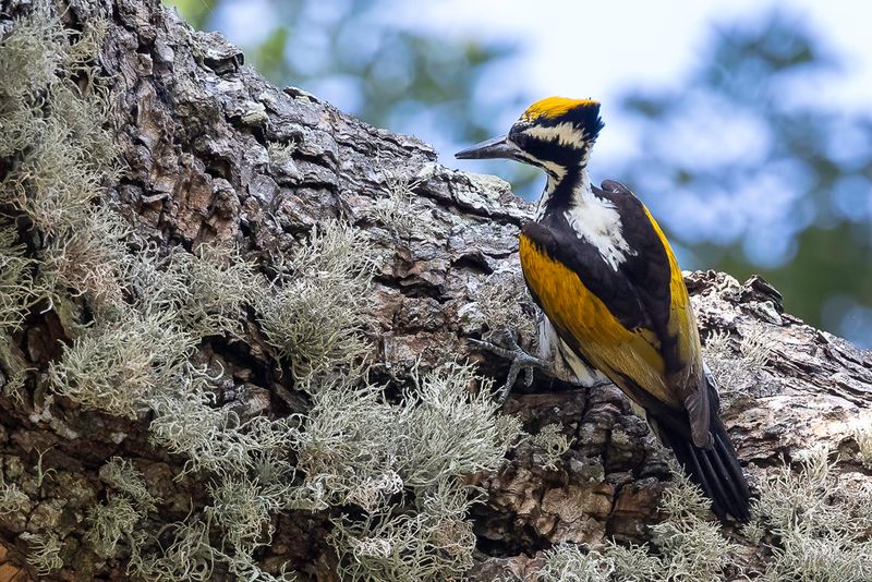 White-naped Woodpecker