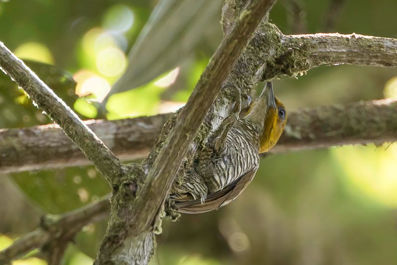 White-throated Woodpecker