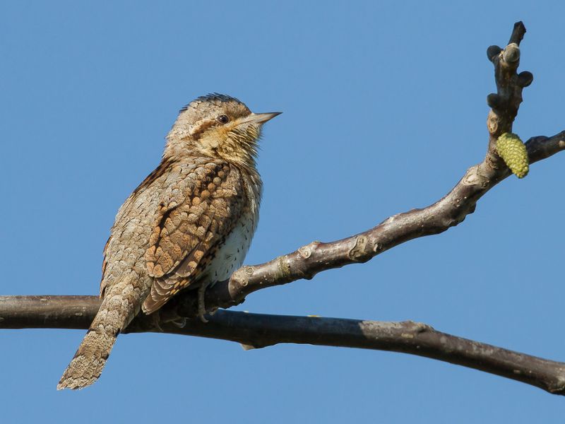 Eurasian Wryneck
