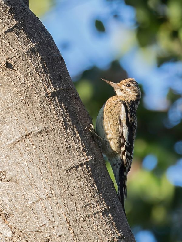 Yellow-bellied Sapsucker