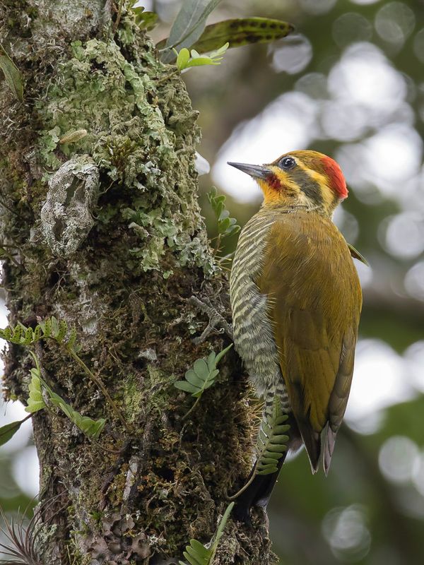 Yellow-browed Woodpecker