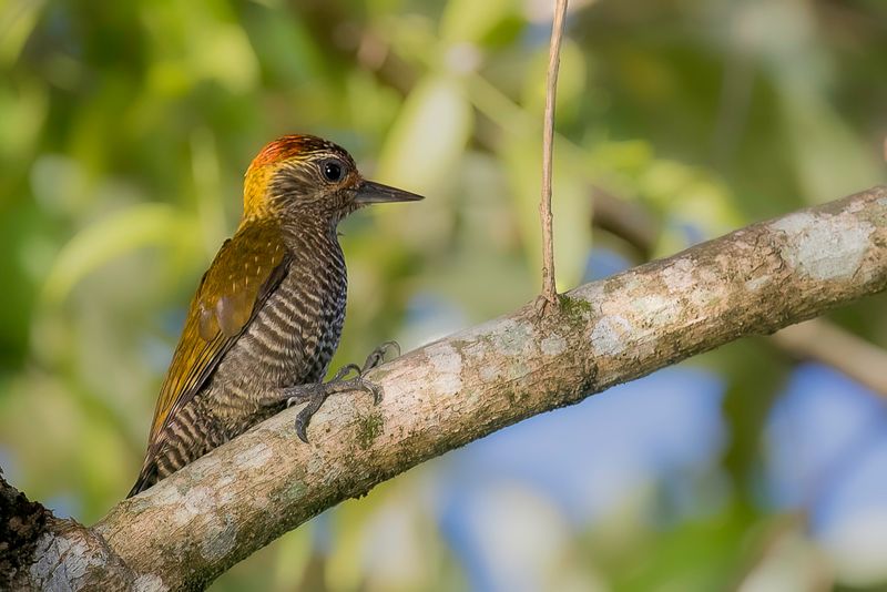 Yellow-eared Woodpecker