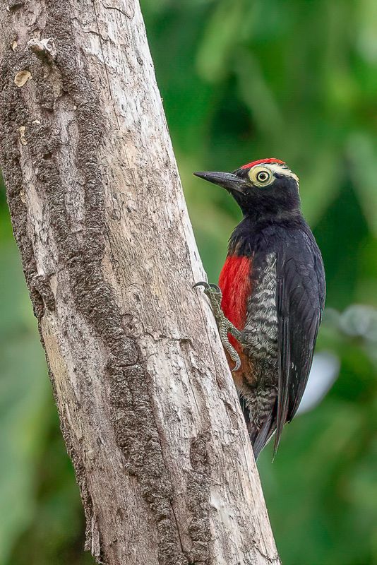 Yellow-tufted Woodpecker