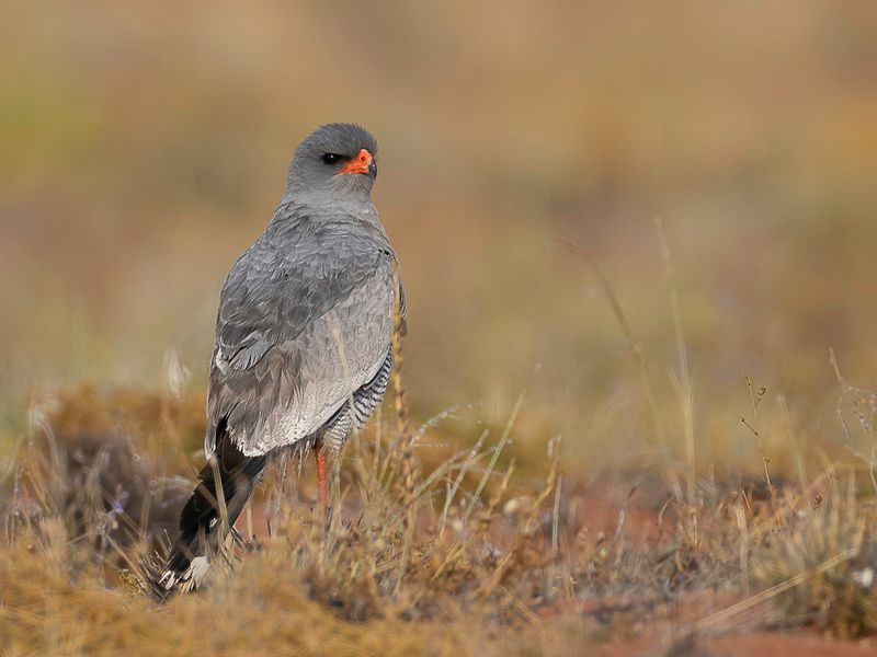 Pale Chanting Goshawk