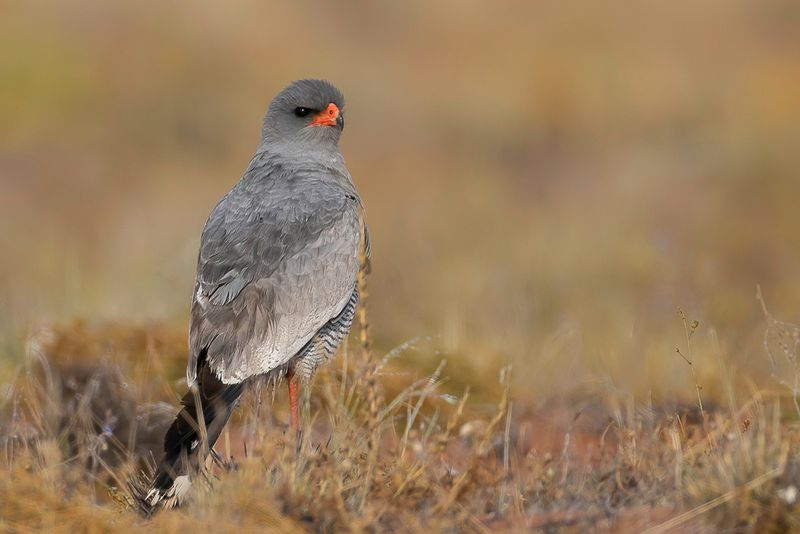 Pale Chanting Goshawk