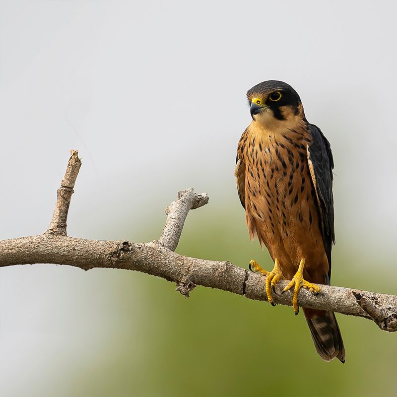 African Hobby