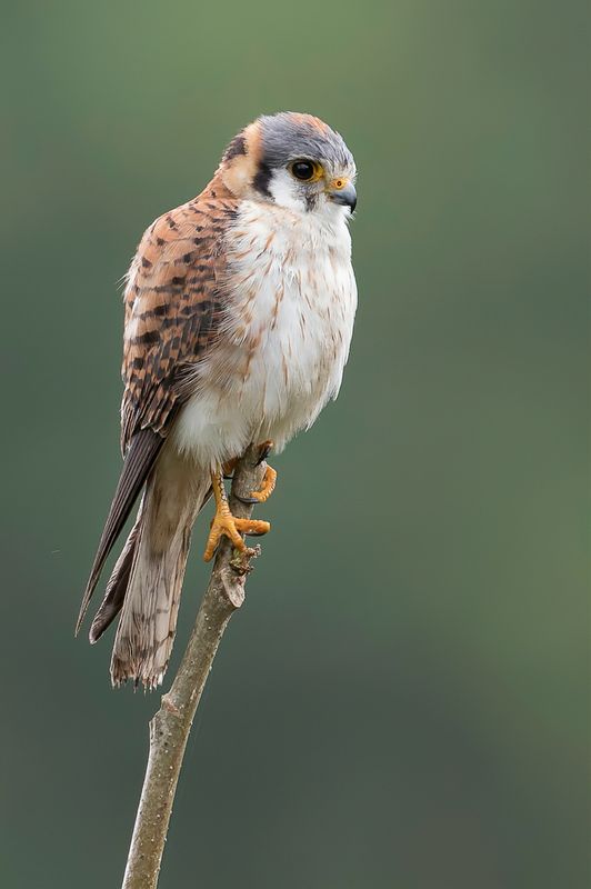 American Kestrel