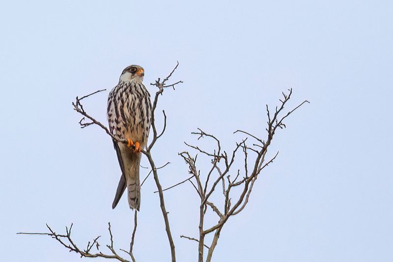 Amur Falcon