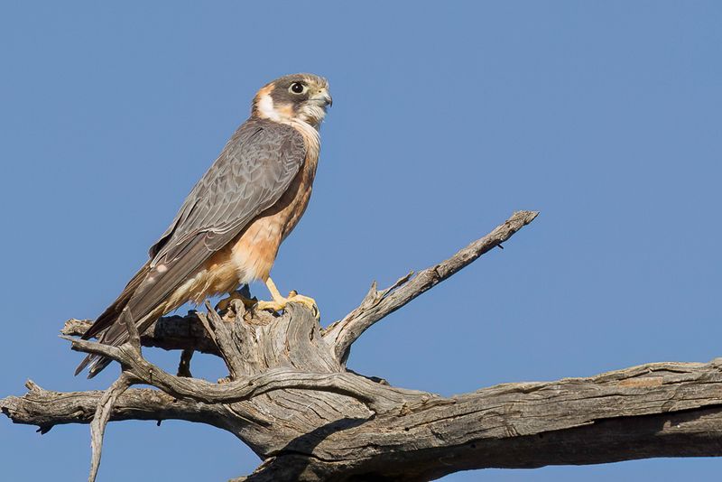 Australian Hobby