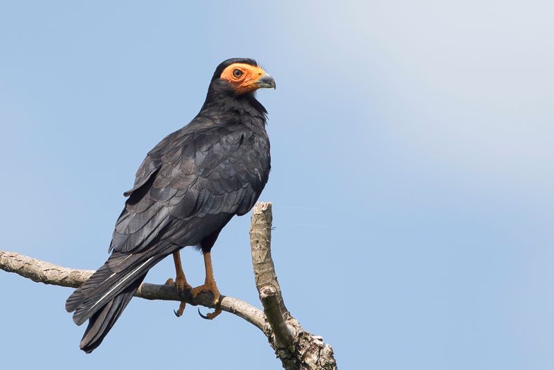 Black Caracara