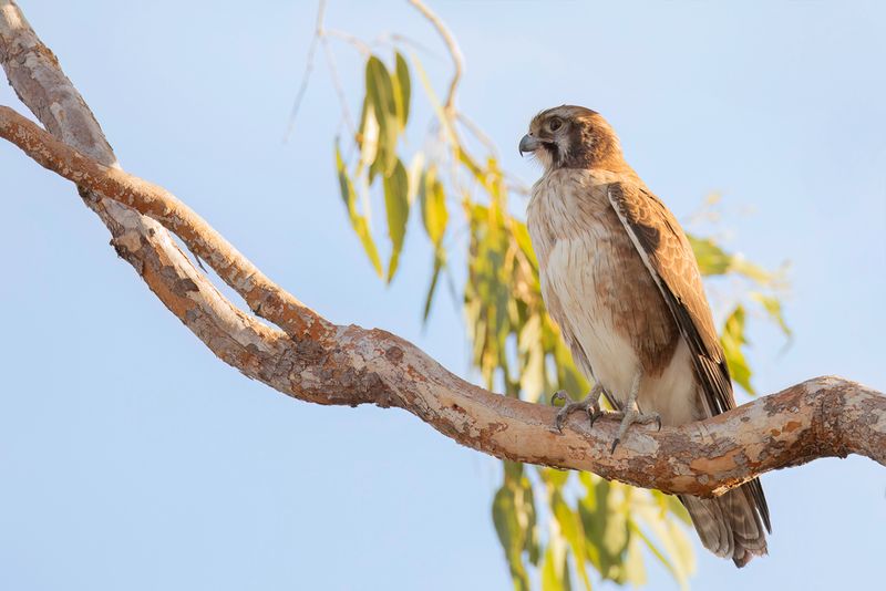Brown Falcon