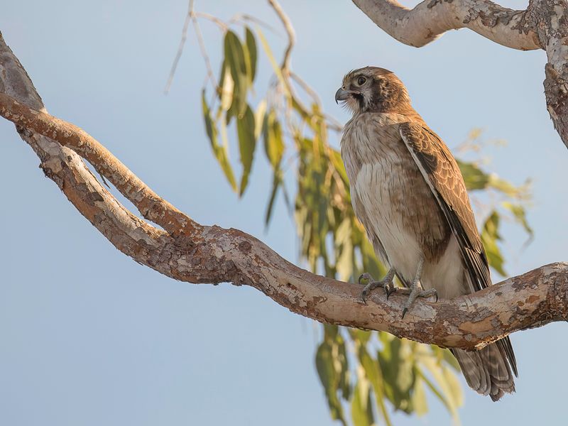 Brown Falcon