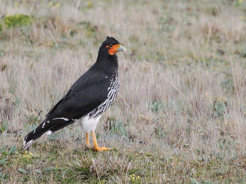 Carunculated Caracara