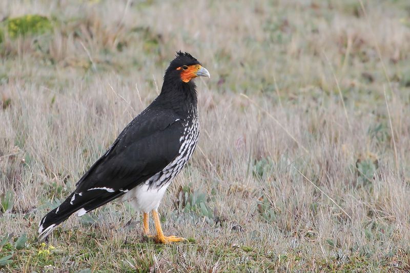 Carunculated Caracara