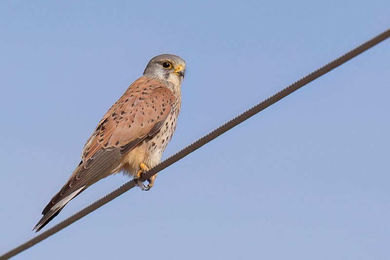 Common Kestrel