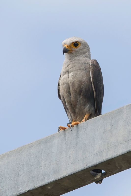 Dickinson's Kestrel
