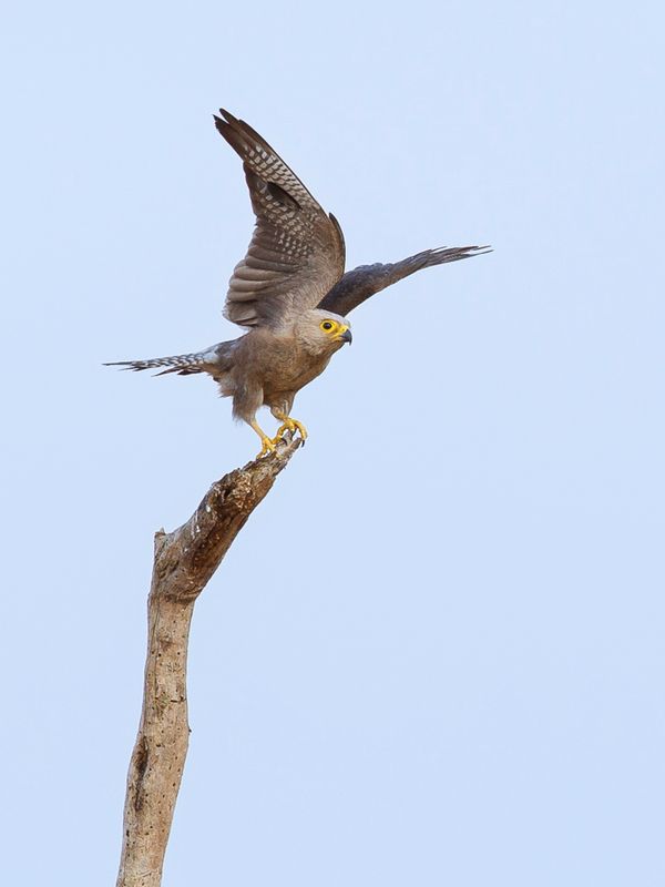 Dickinson's Kestrel