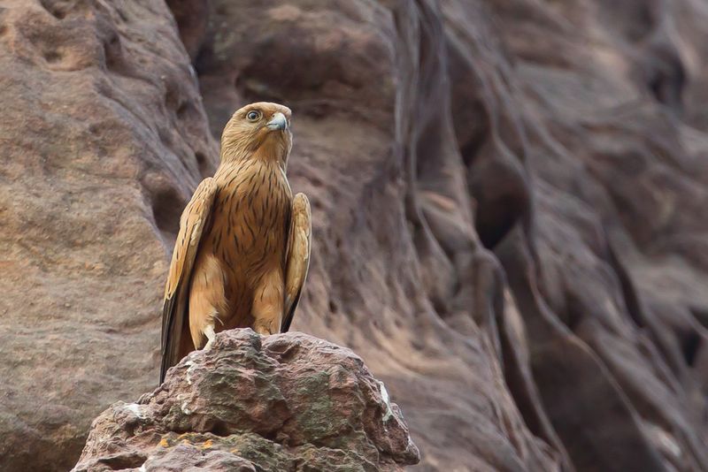 Fox Kestrel