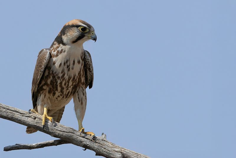 Lanner Falcon