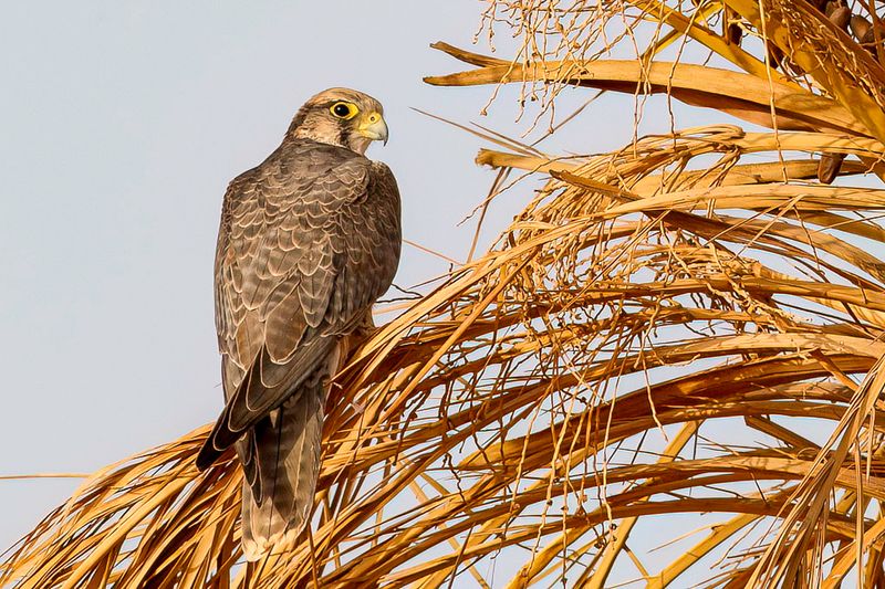 Lanner Falcon
