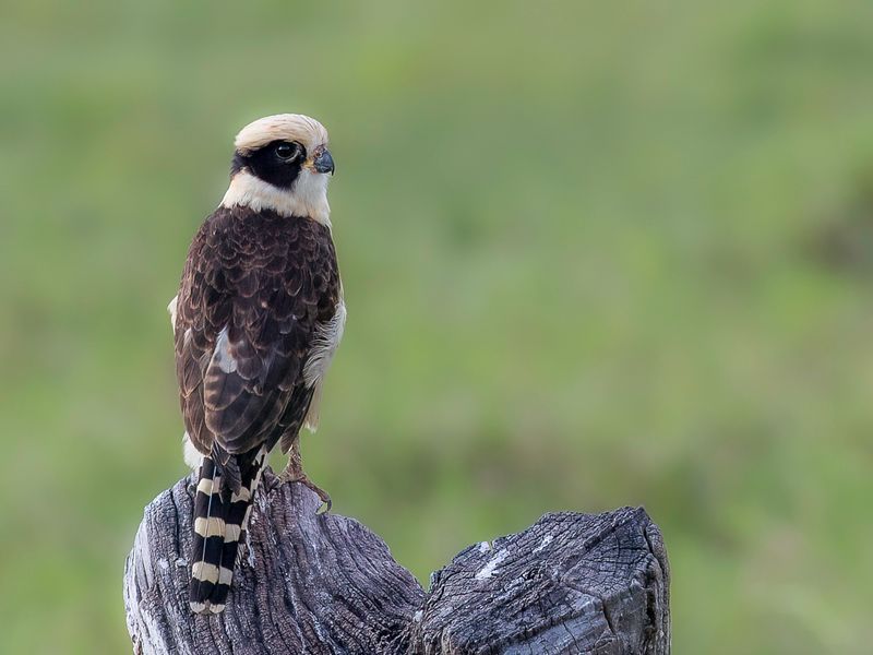 Laughing Falcon
