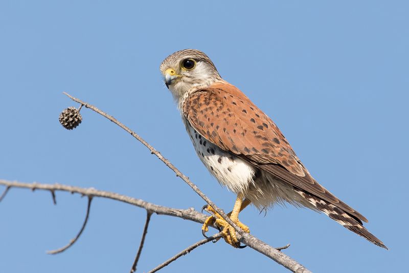 Malagasy Kestrel