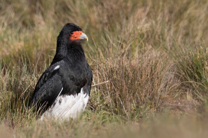 Mountain Caracara