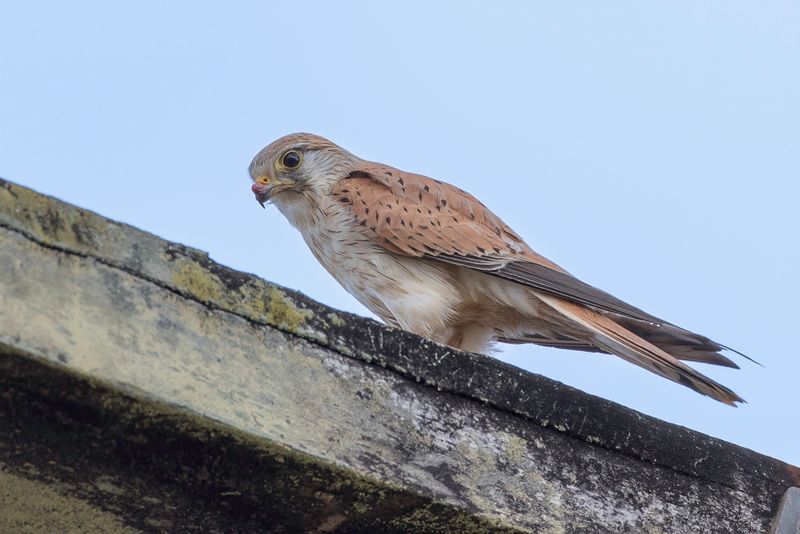 Nankeen Kestrel