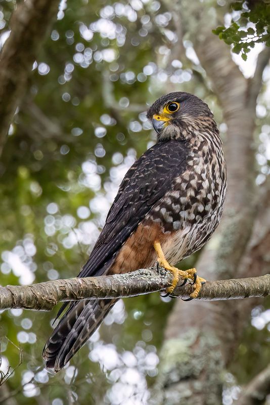 New Zealand Falcon
