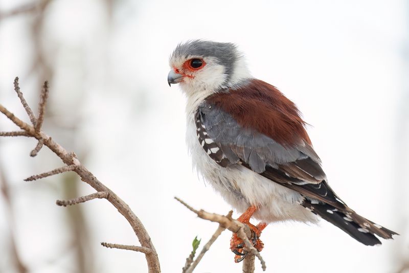 Pygmy Falcon