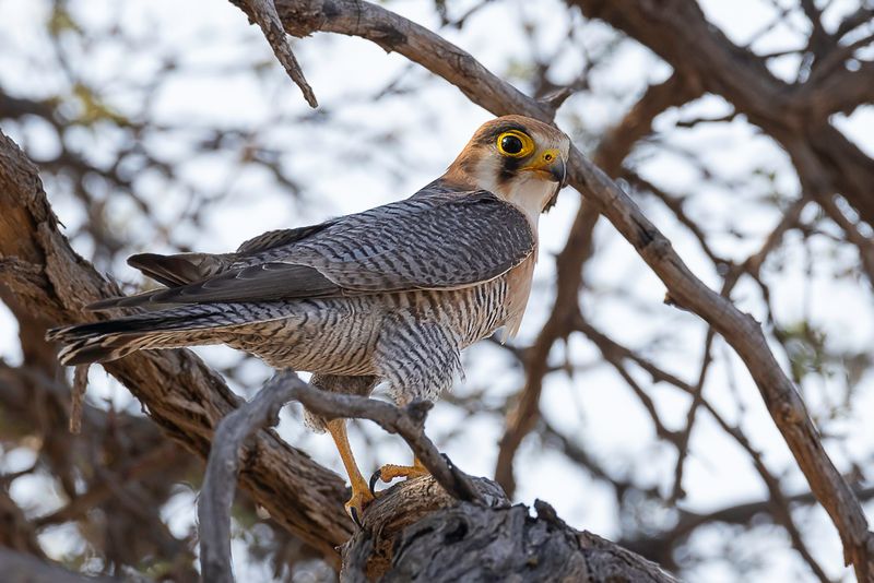 Red-necked Falcon