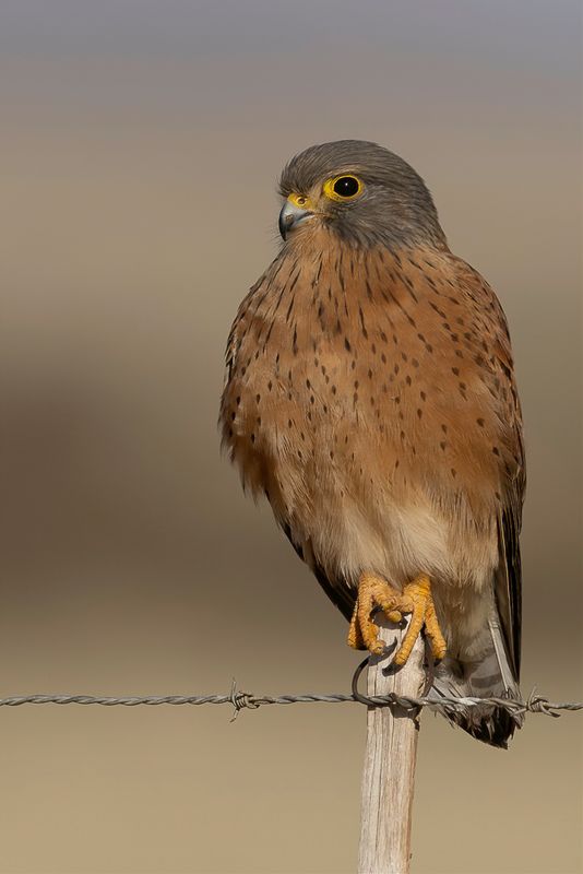 Rock Kestrel
