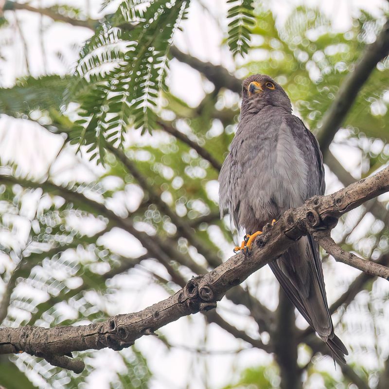 Sooty Falcon