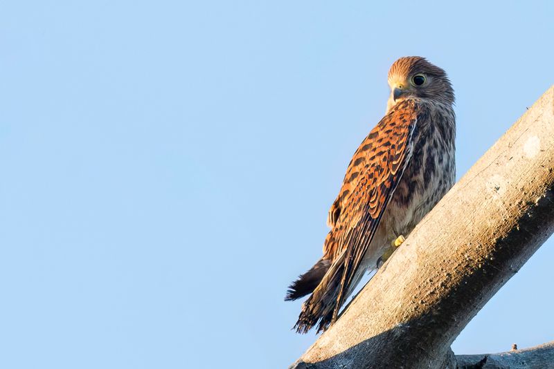 Spotted Kestrel