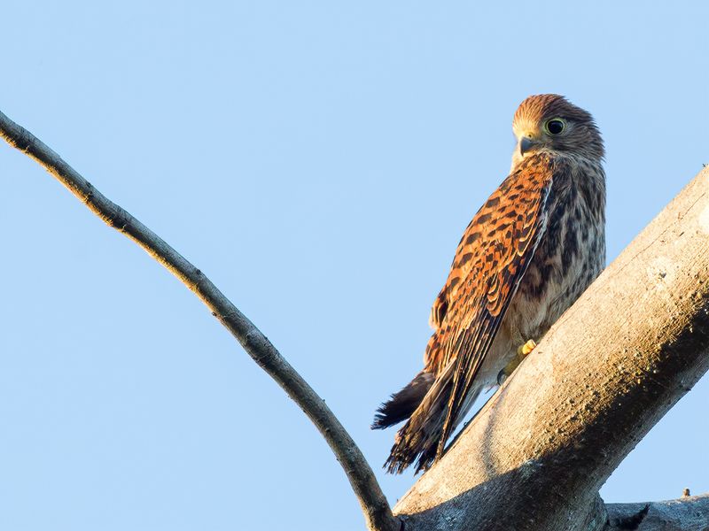 Spotted Kestrel