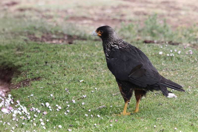 Striated Caracara