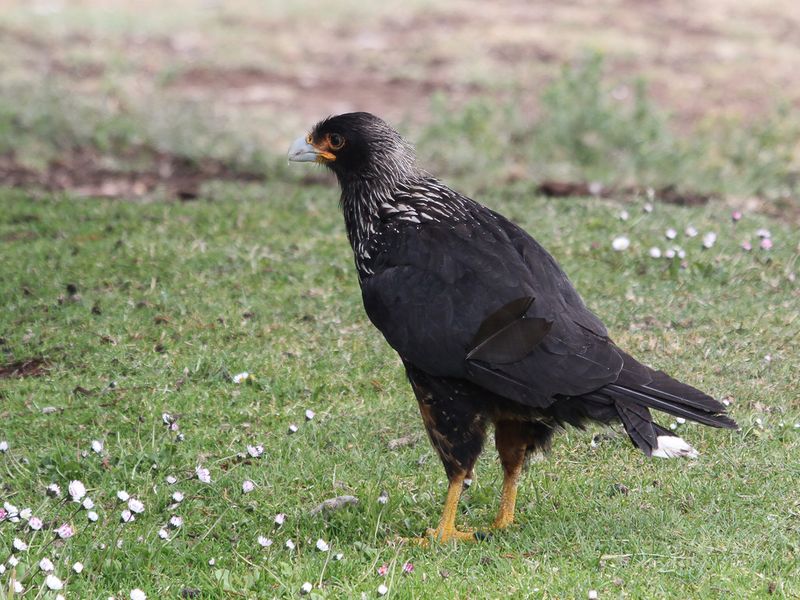 Striated Caracara