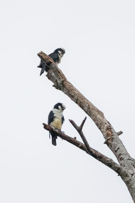 White-fronted Falconet