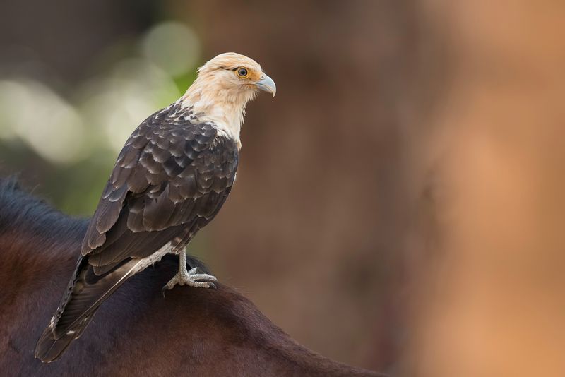 Yellow-headed Caracara