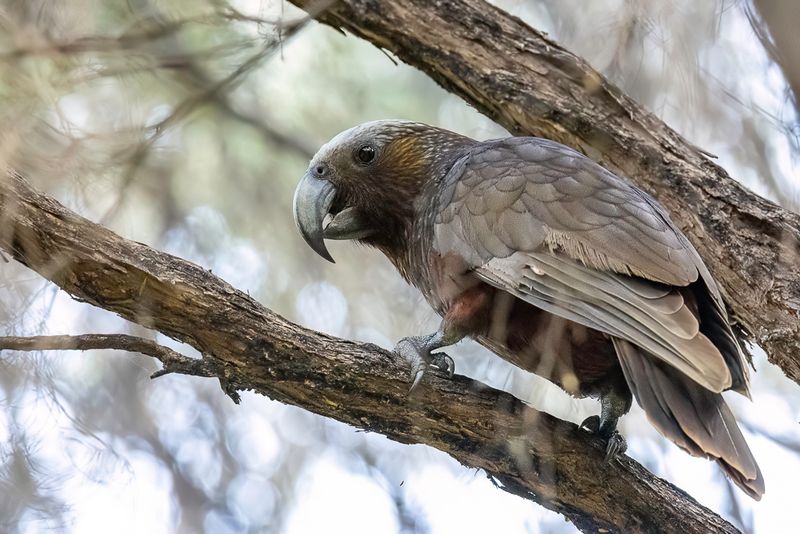 104 Strigopidae - New Zealand Parrots