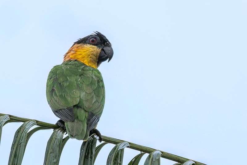Black-headed Parrot