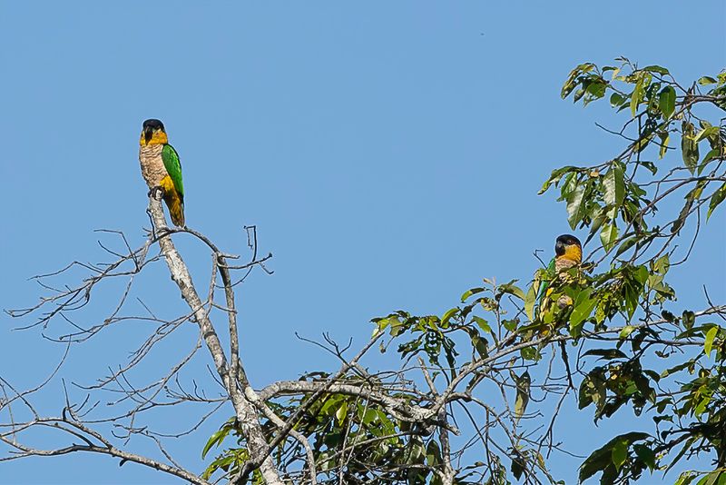 Black-headed Parrot
